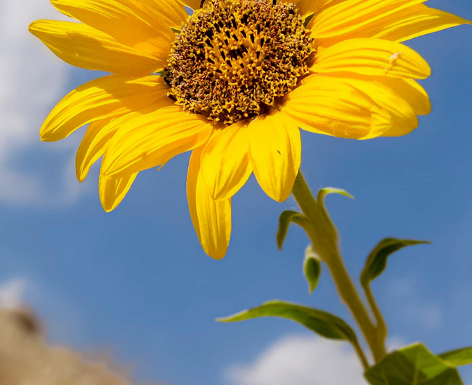 Yellow flower